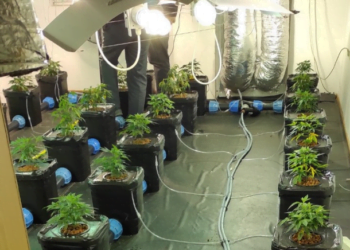 Разбиха наркооранжерии във Варна