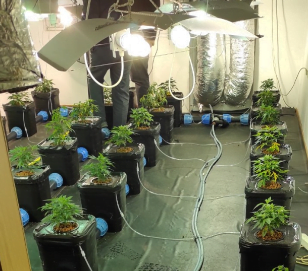 Разбиха наркооранжерии във Варна