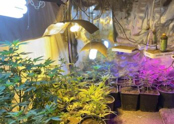 Разбиха две наркооранжерии в Плевенско