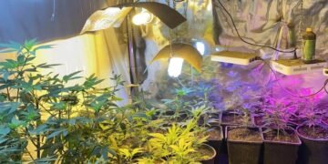 Разбиха две наркооранжерии в Плевенско