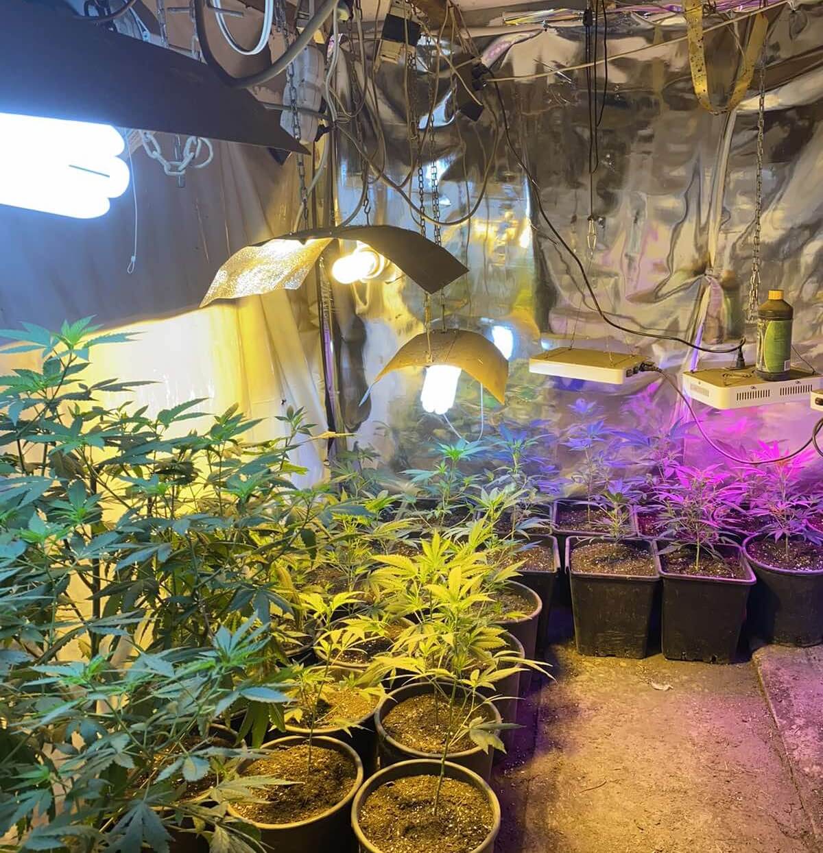 Разбиха две наркооранжерии в Плевенско