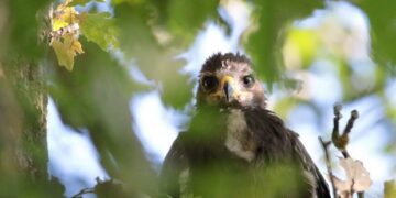 Пътешествията на орлето Илия