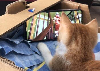 Психари избиват беззащитни котета във Варна! Да кажем – НЕ на насилието над животни!