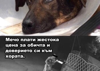 Справедливост за Мечо или как чашата на търпението преля