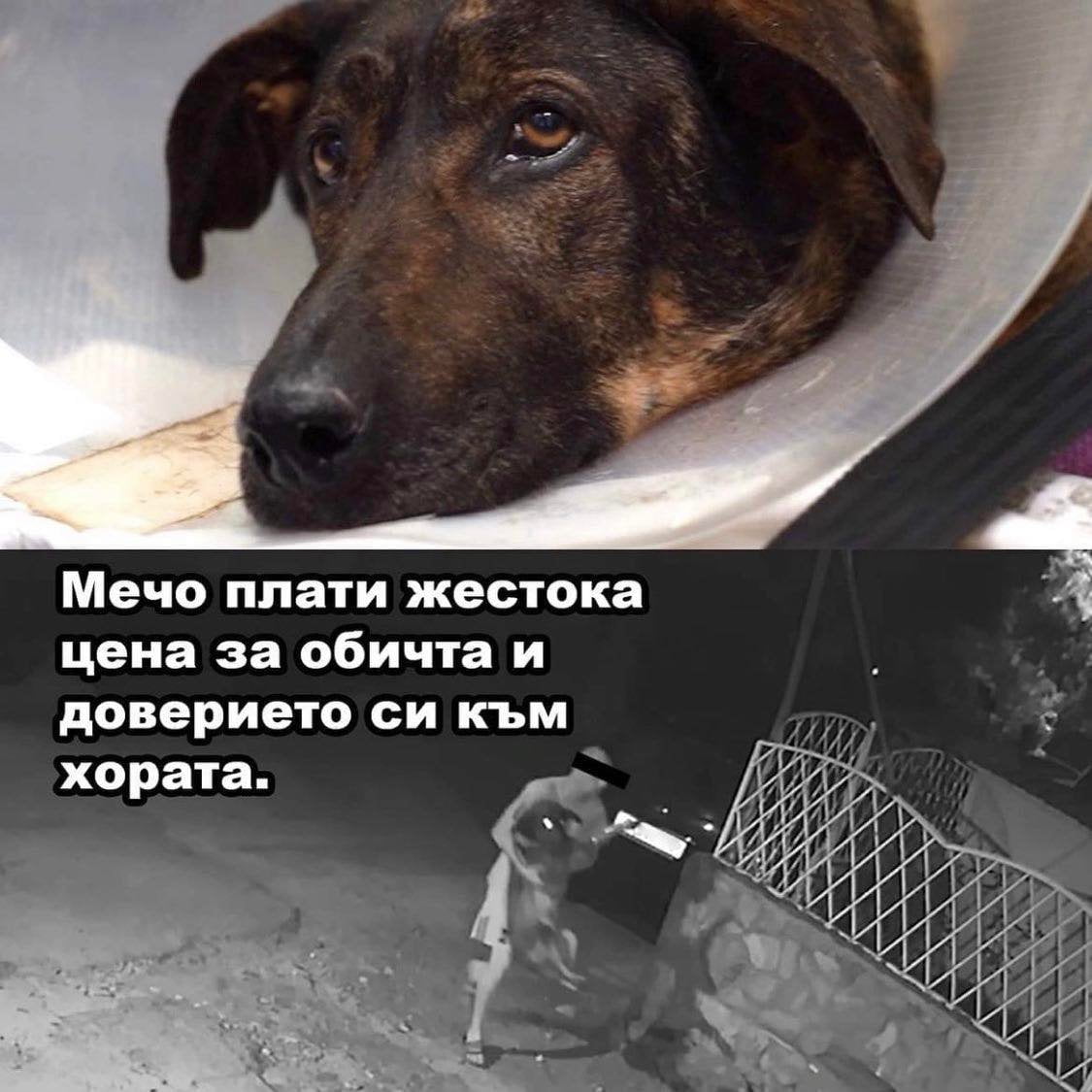 Справедливост за Мечо или как чашата на търпението преля