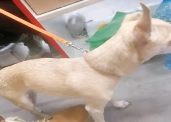 Възмутена варненка: Защо взимате животни, щом не знаете как да ги гледате?