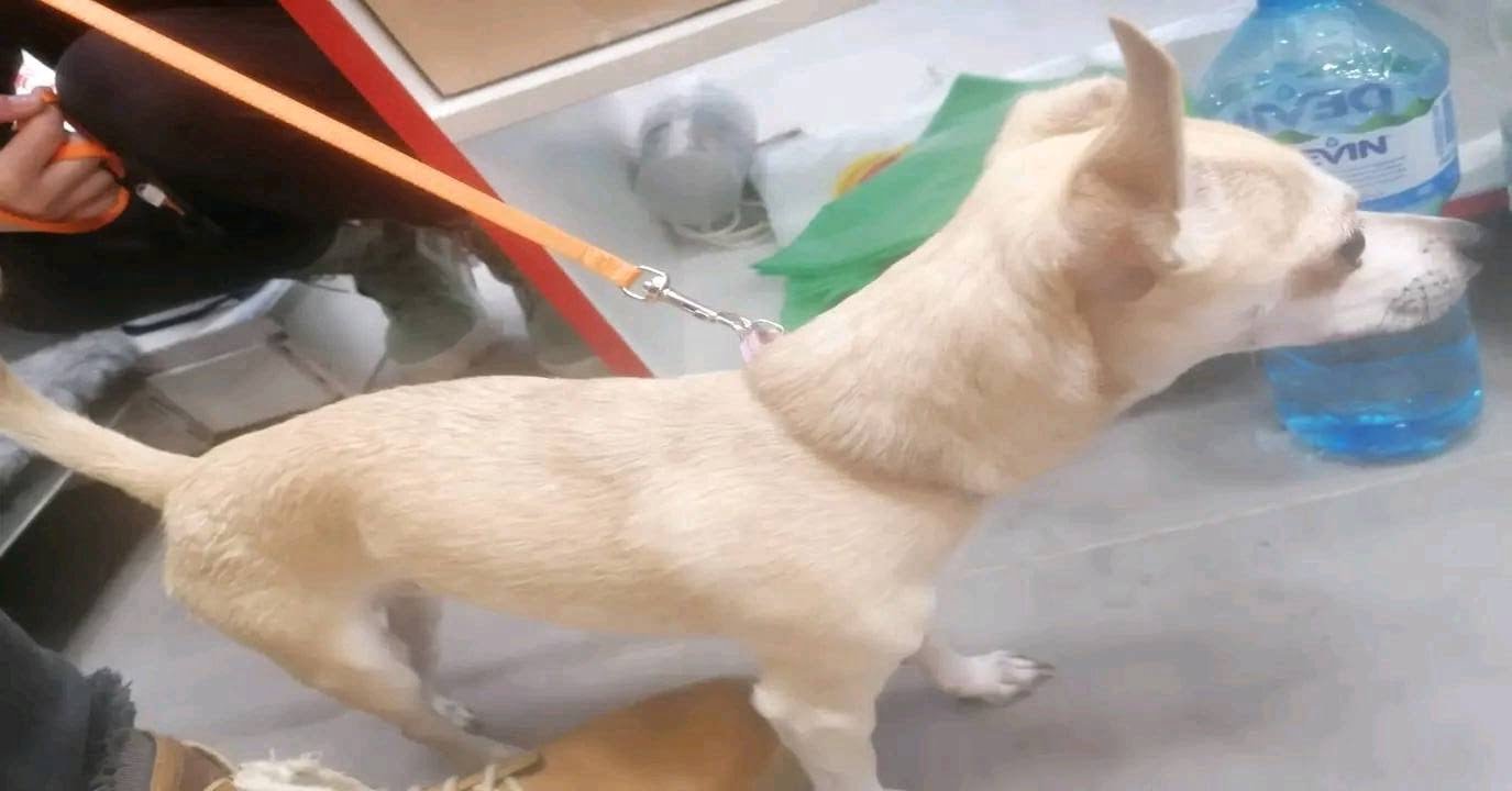 Възмутена варненка: Защо взимате животни, щом не знаете как да ги гледате?