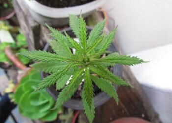 Решетки за четирима, превърнали в наркооранжерии жилища под наем във Варна