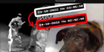 Пореден случай на насилие над животно