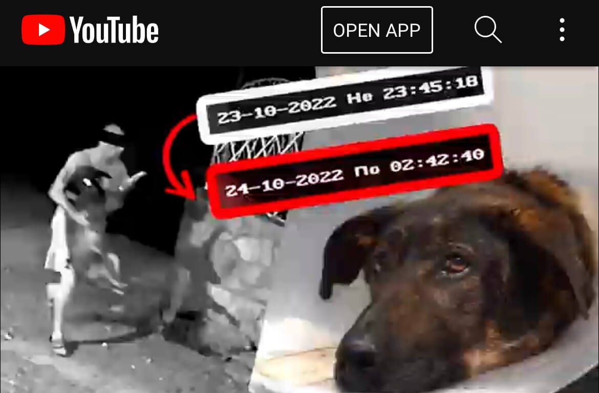 Пореден случай на насилие над животно