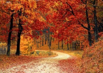 Прокуратурата разследва неправомерна продажба на общинска гора в Разград