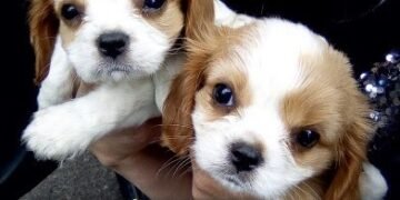 продължава нерегламентираната продажба на кучета в Европа