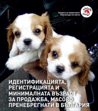 продължава нерегламентираната продажба на кучета в Европа