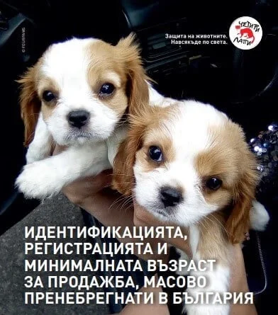 продължава нерегламентираната продажба на кучета в Европа