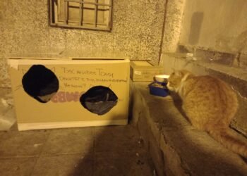 Уличен любимец с “мезонет под видеонаблюдение”, впрегнете и вие фантазията си!