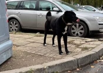 Изгубено и стресирано домашно куче нахапа жена и момиче във Варна