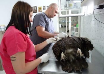 БДЗП: Трябва да се ускори създаването на специализирано полицейско звено за престъпленията срещу природата