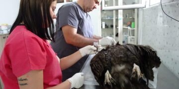 БДЗП: Трябва да се ускори създаването на специализирано полицейско звено за престъпленията срещу природата