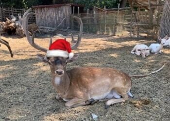 Зоопаркът в морската столица кани варненци да посрещнат заедно Дядо Коледа