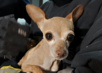 Пожарникари от Варна спасиха кученце изхвърлено в кофа за боклук