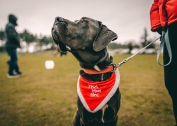Тази година Дядо Коледа ще раздаде подаръци и на най-послушните кучета във Варна