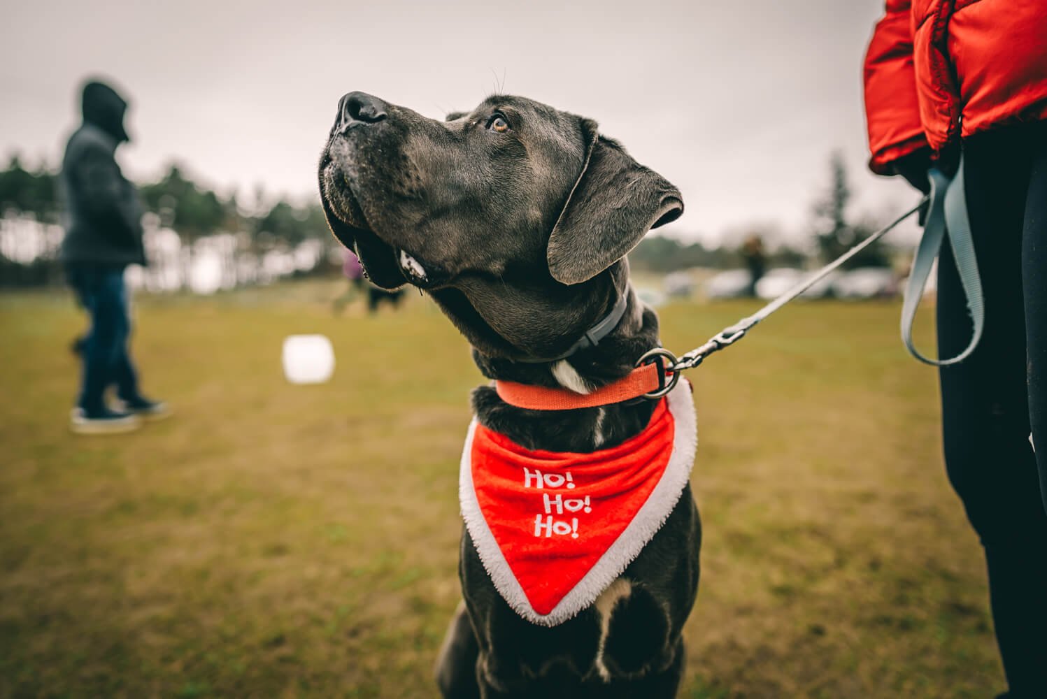 Тази година Дядо Коледа ще раздаде подаръци и на най-послушните кучета във Варна