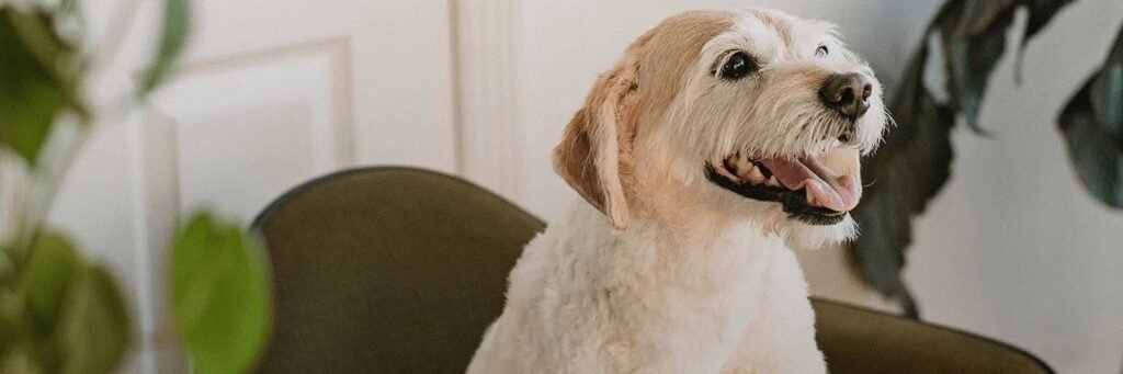 ЧЕТИРИ ЛАПИ с апел: Нека посрещнем Нова година без заря, а с бенгалски огън и шампанско