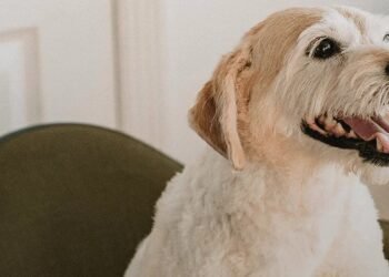 ЧЕТИРИ ЛАПИ с апел: Нека посрещнем Нова година без заря, а с бенгалски огън и шампанско