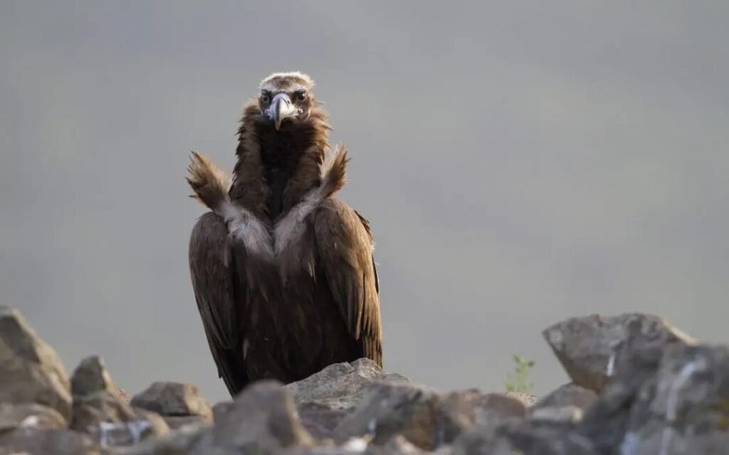 Емблематичният египетски лешояд се завръща от ръба на изчезването