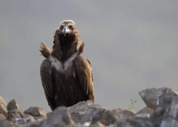 Емблематичният египетски лешояд се завръща от ръба на изчезването