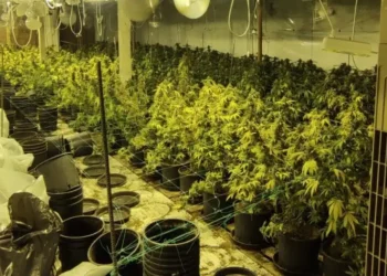 Оставиха зад решетките Калоян, превърнал в модерна наркооранжерия къща под наем в местност „Евксиноград“