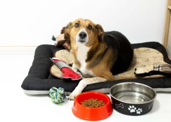 Когато цената да изоставиш домашния си любимец, е по-висока от цената да го задържиш