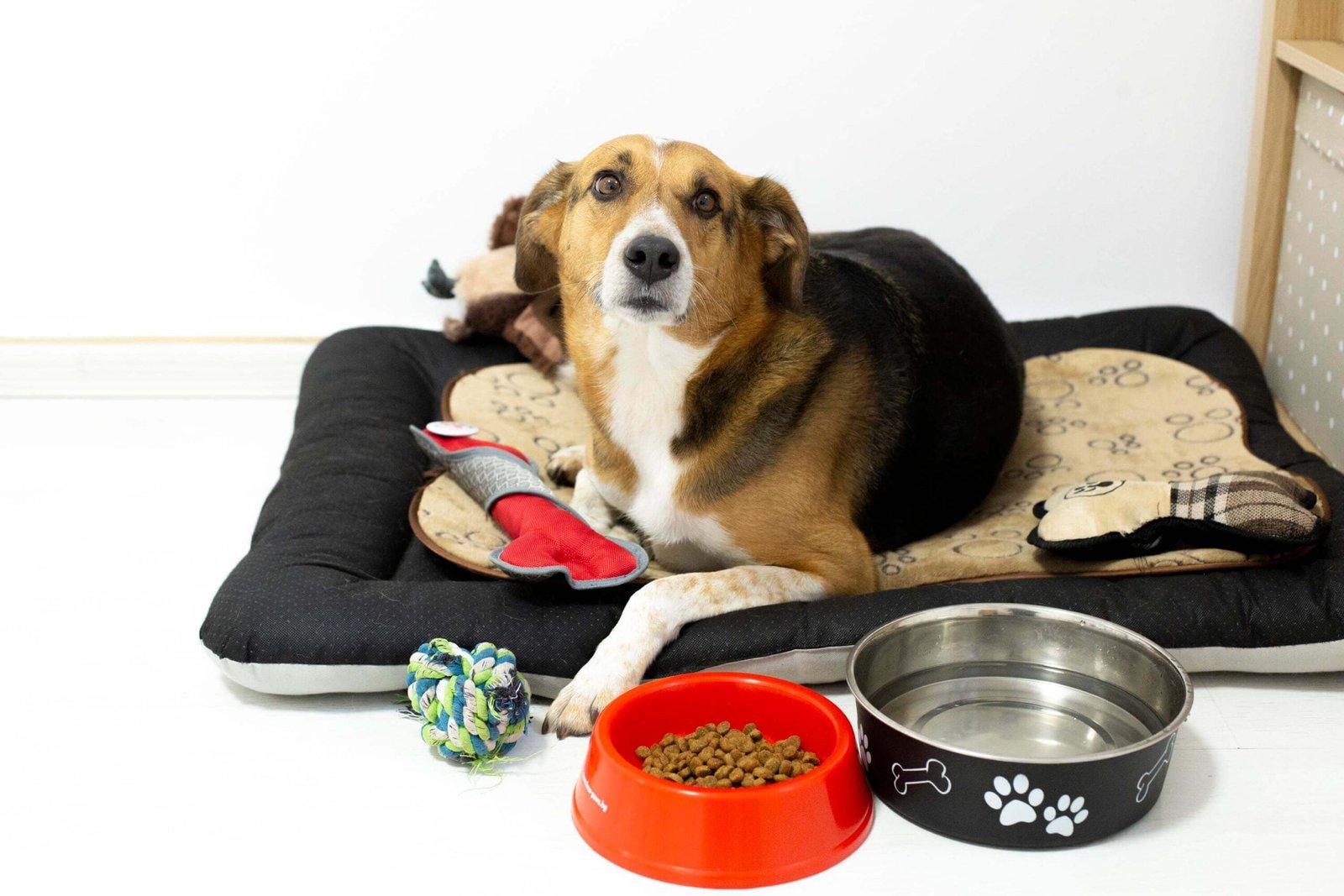 Когато цената да изоставиш домашния си любимец, е по-висока от цената да го задържиш