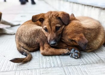 Обсъждат публично програмата за овладяване на популацията на уличните кучета във Варна