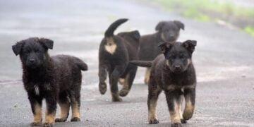 Разумни предложения и много емоция по време на обсъждане за ограничаване популацията на четириногите бездомници във Варна