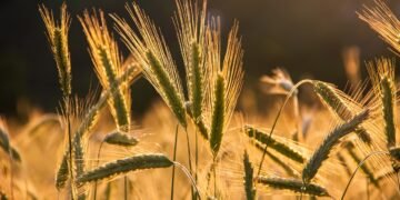 ЕК  предлага по-високи мита за внос на зърнени продукти от Русия и Беларус