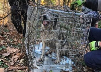 Спасиха куче паднало в канала до зоопарка във Варна