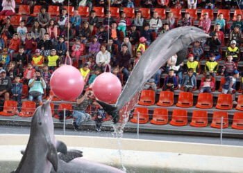 Делфинариумът във Варна с безплатни представления за децата на 1 юни