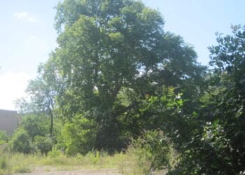 Чинар на 1051 години в кв. "Аспарухово" е големият победител в конкурса “Дърво с корен 2022