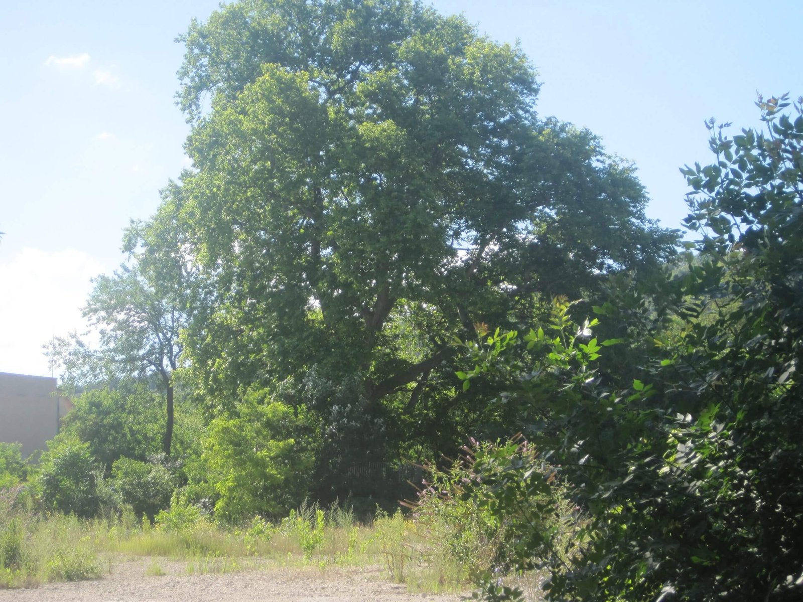 Чинар на 1051 години в кв. "Аспарухово" е големият победител в конкурса “Дърво с корен 2022