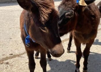 Доброволци на "Лъки Хънт" спасиха сляпото магаренце Йори от ужасна съдба!