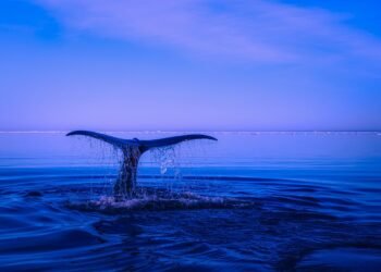 Учени отчитат повишение на раждаемостта при гренландските китове край бреговете на Канада