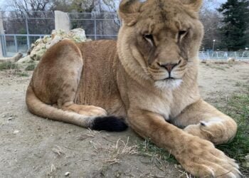 Работилница за мартенички отваря врати във варненския зоокът