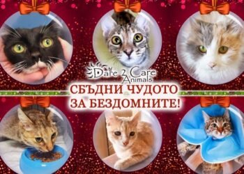 Доброволци набират средства за кастрация и лечение на бездомни котки в нужда