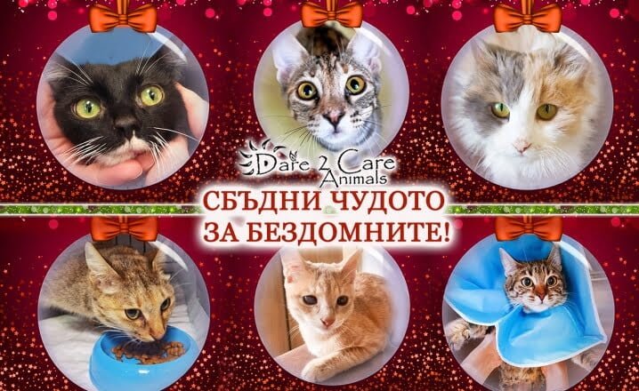 Доброволци набират средства за кастрация и лечение на бездомни котки в нужда