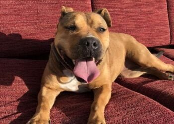 Жители на Варна настояват за по-строг контрол и санкции спрямо недобросъвестните собственици на домашни кучета