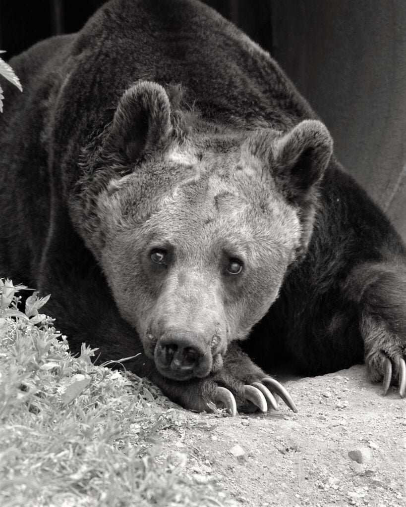 Мечокът Добри почина на 36 години