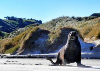 Новогодишните фойерверки в Скарбъро бяха отменени заради морж