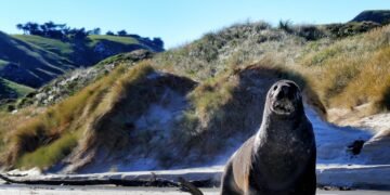 Новогодишните фойерверки в Скарбъро бяха отменени заради морж