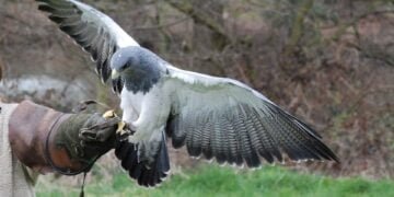 Международно състезание със соколи „Небесните бойци“ ще се проведе край Варна